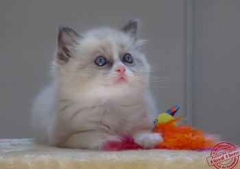 Ileon - ragdoll blue bicolour - 6 semaines - Chatterie Ragdolls du Val de Beauvoir